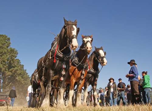 Clydesdales